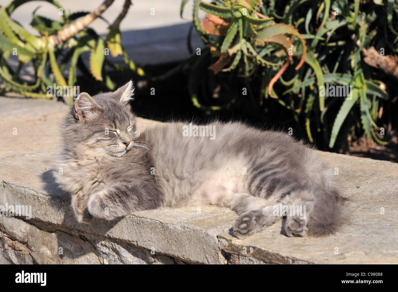 Gatto randagio a Hydra Island, Grecia Foto Stock