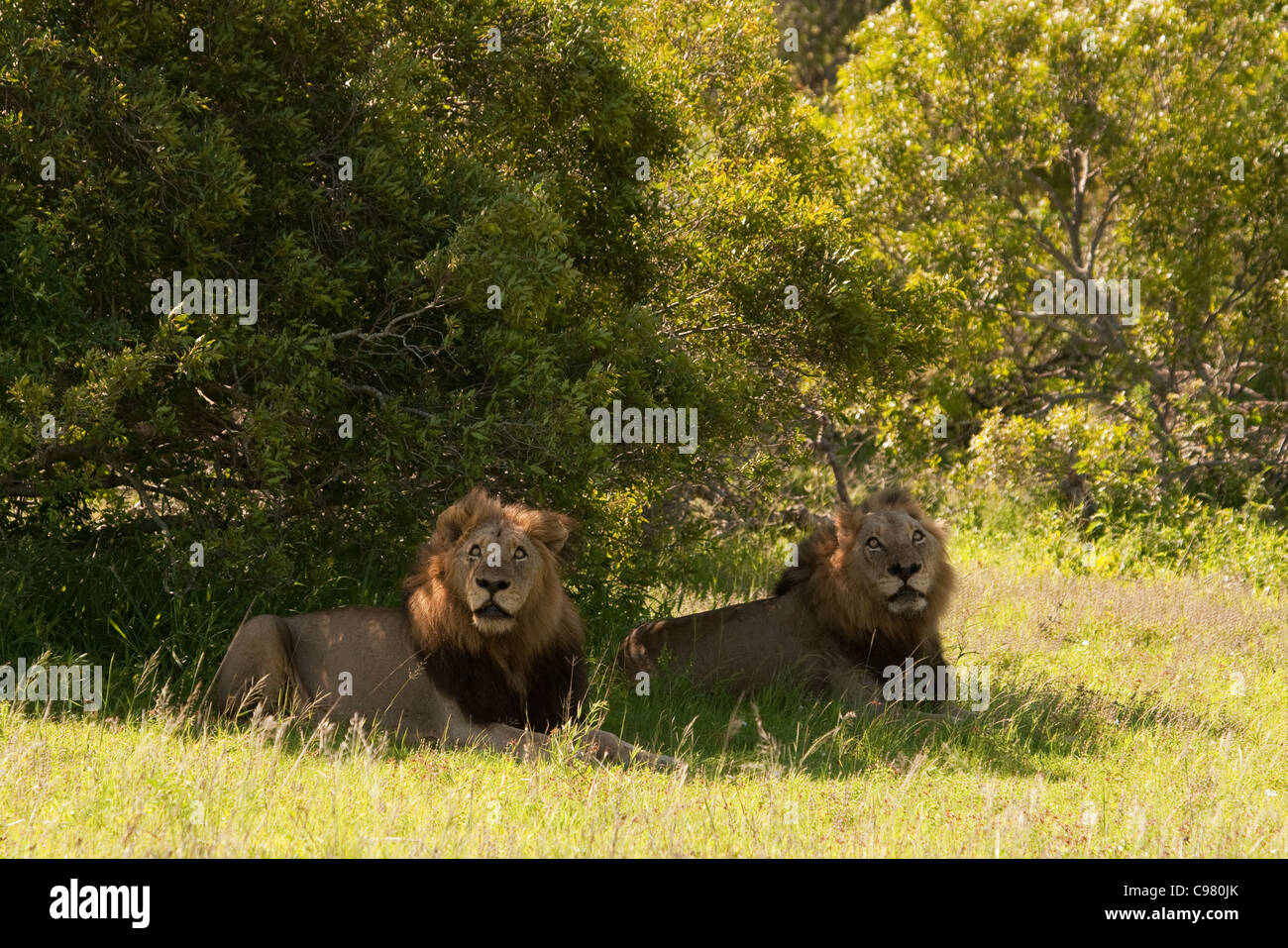 Due leoni maschio in appoggio all'ombra Foto Stock
