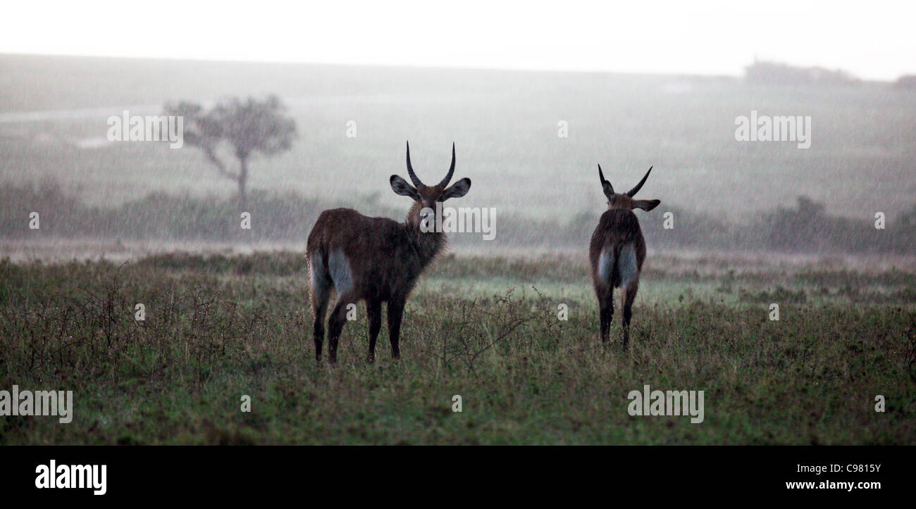 Bucks di acqua in caso di pioggia, il Masai Mara, Kenya. Foto Stock