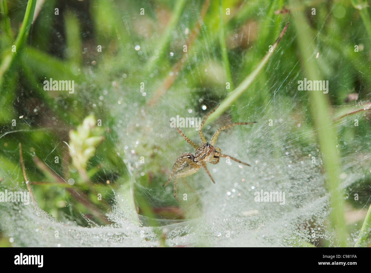 Imbuto-web spider nella sua web imbuto e rugiada Lycosidae Hippasa Foto Stock