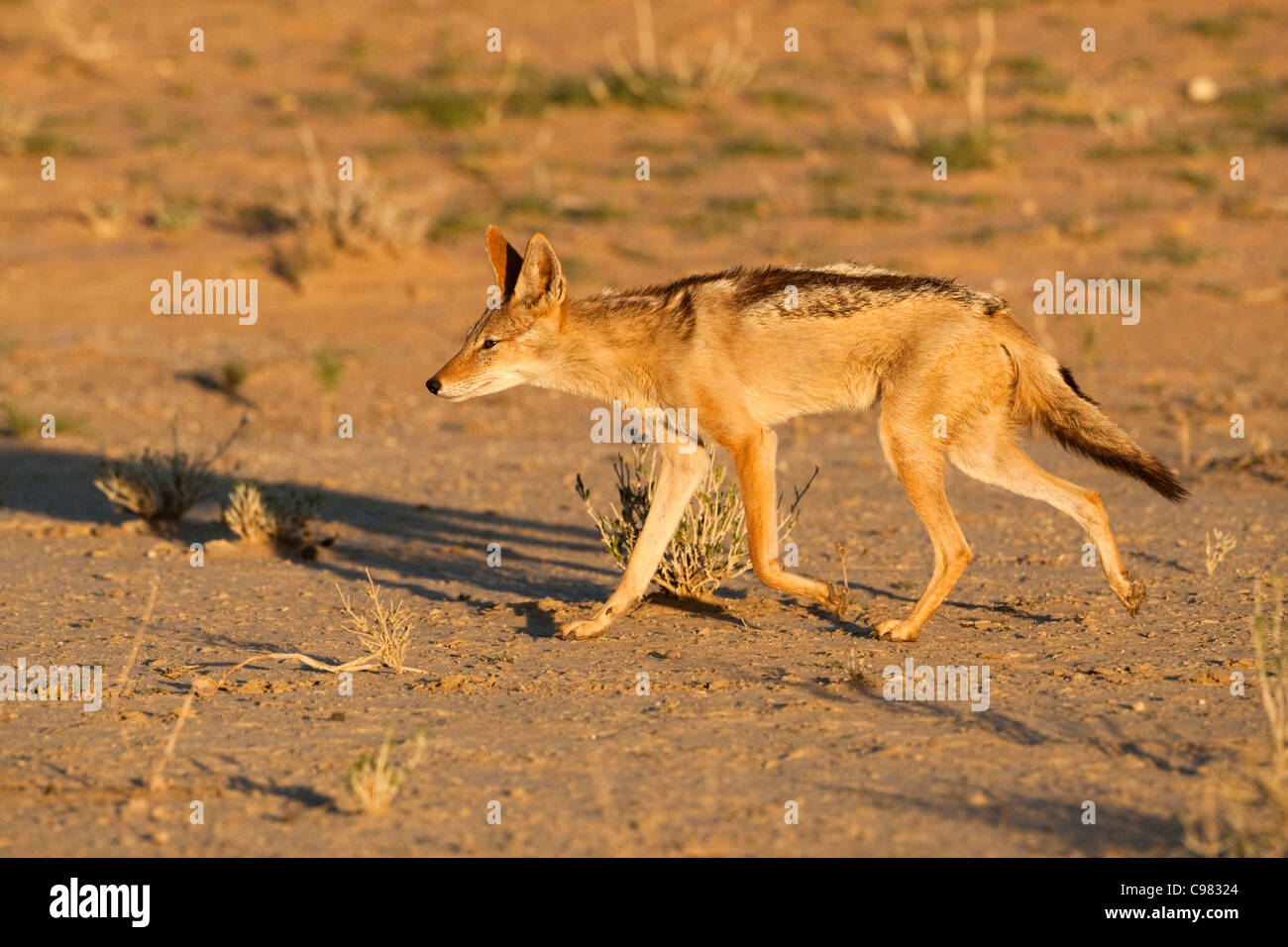 Nero-backed jackal trottare (Canis mesomelas) Foto Stock