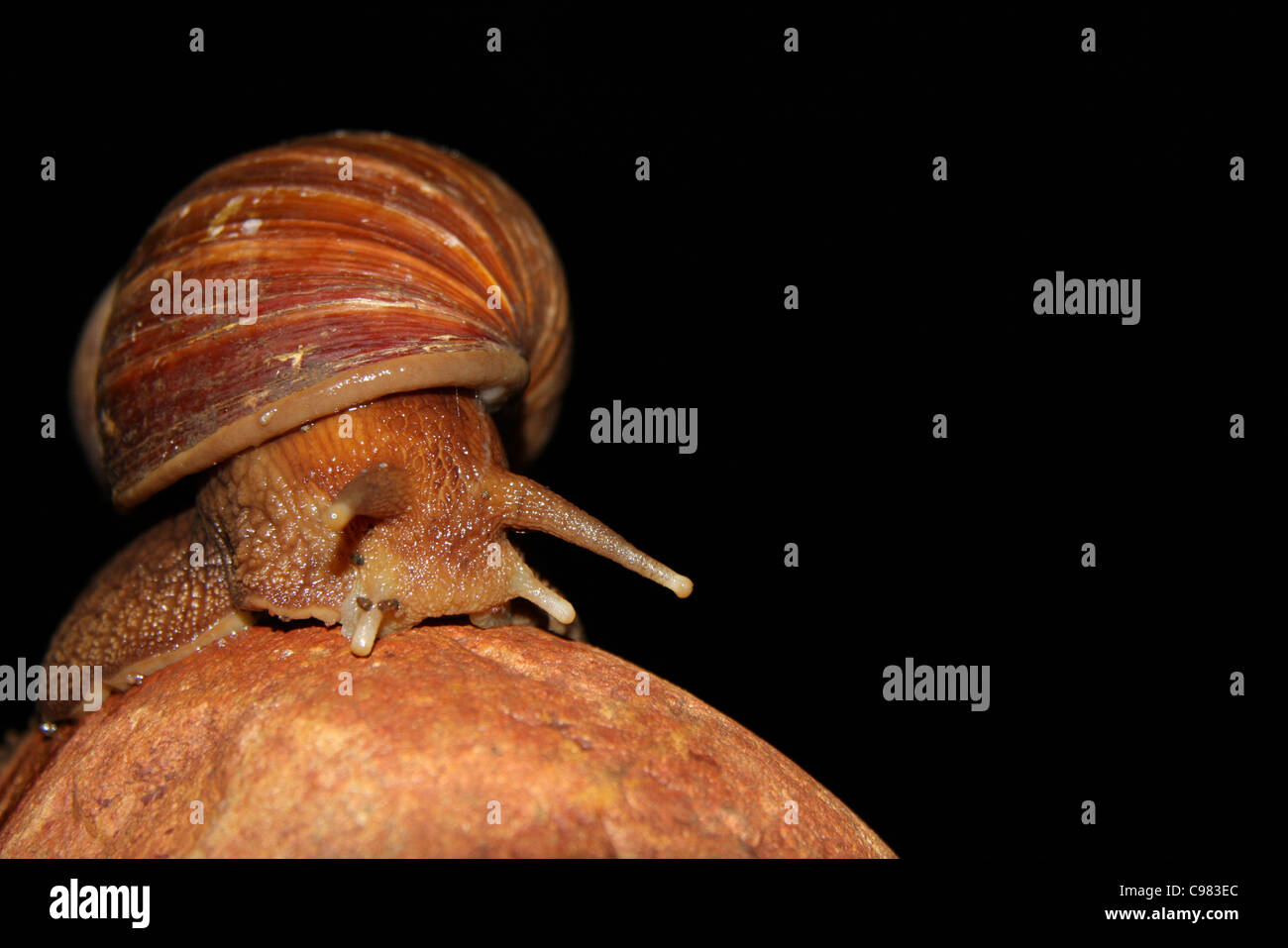 Gigante lumaca di terra Foto Stock