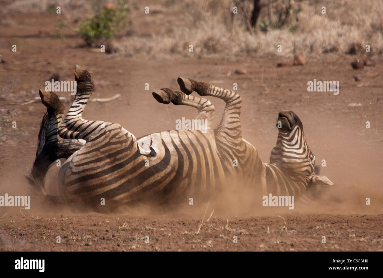 Zebra di laminazione per la polvere Foto Stock