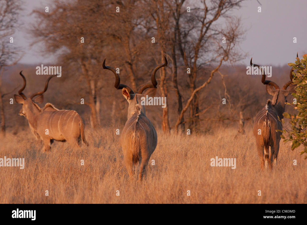 Vista posteriore di tre Kudu tori ritirandosi nella boccola al crepuscolo Foto Stock