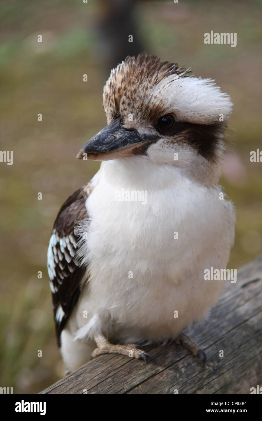 Kookaburra seduto su un log (albero kingfisher) Foto Stock