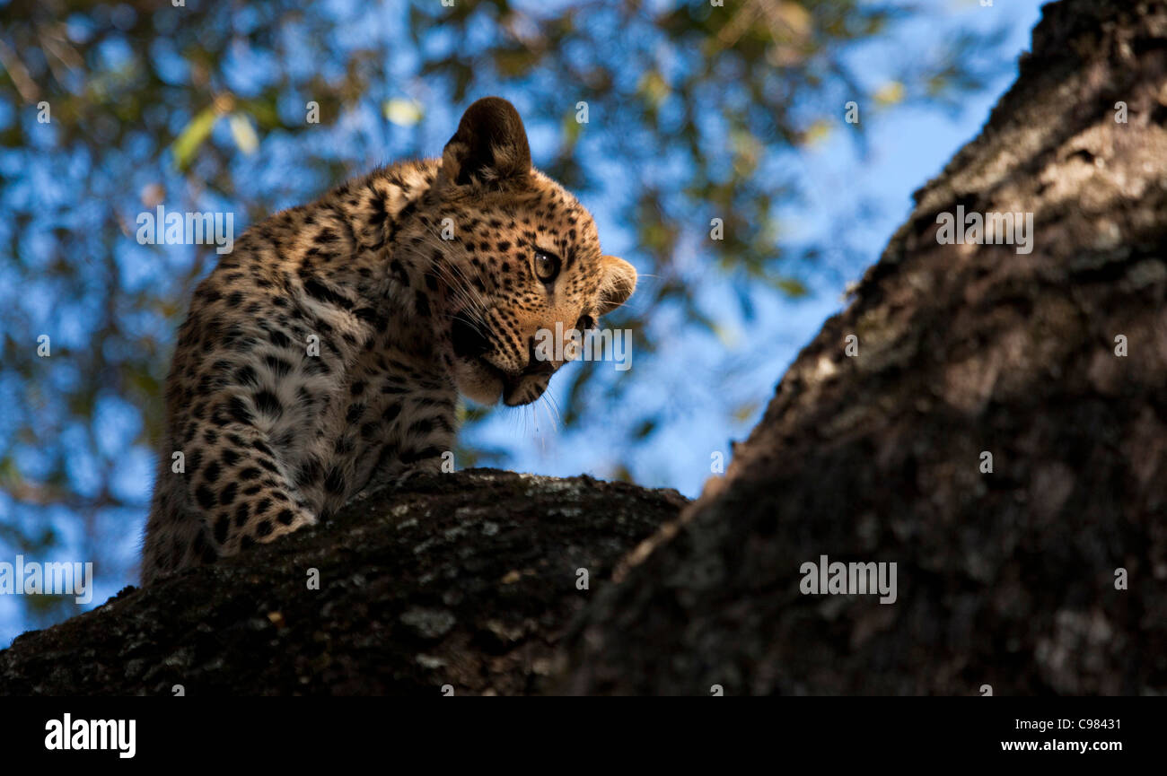 Leopard cub guardando in giù da un albero Foto Stock