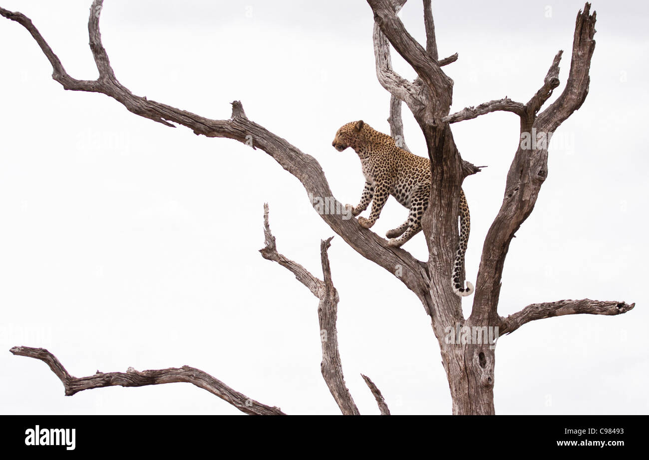 Leopard seduto su un ramo di un albero morto Foto Stock