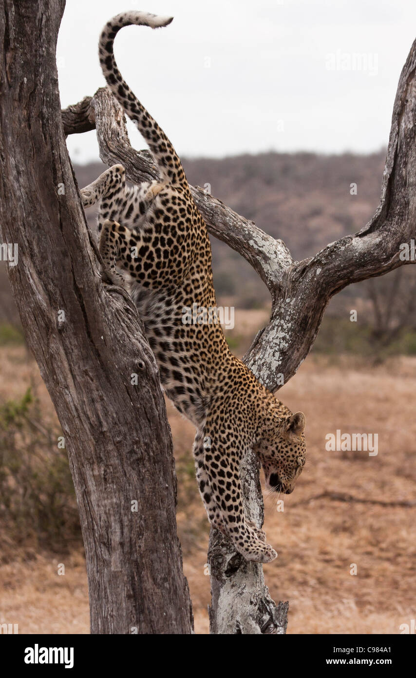 Leopard scendendo da un albero Foto Stock