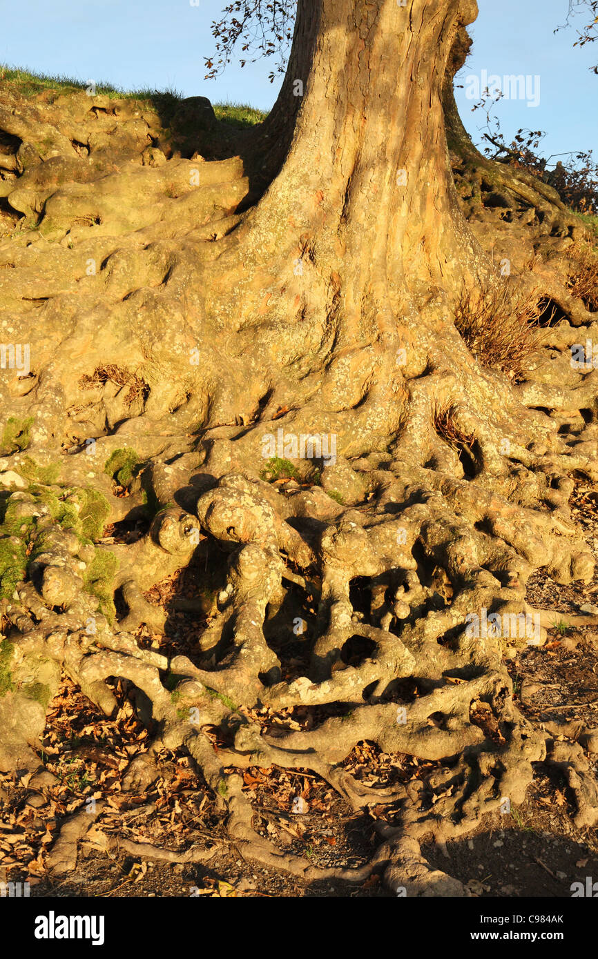 Twisted radici del vecchio albero, Keswick, Lake District inglese, Cumbria, Regno Unito Foto Stock