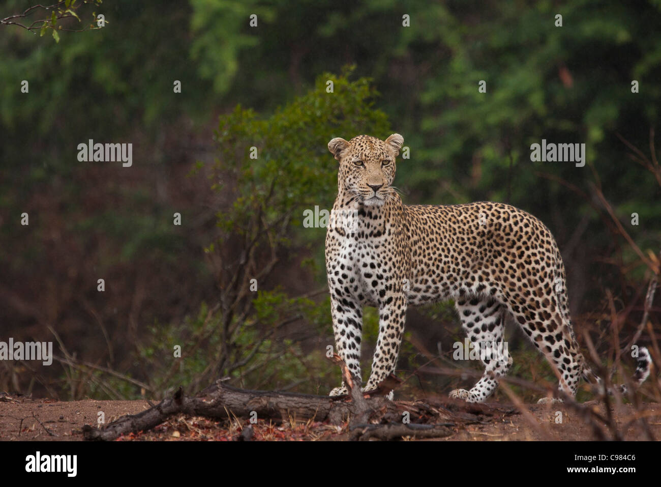 Side-sulla vista di un maschio di Leopard Foto Stock