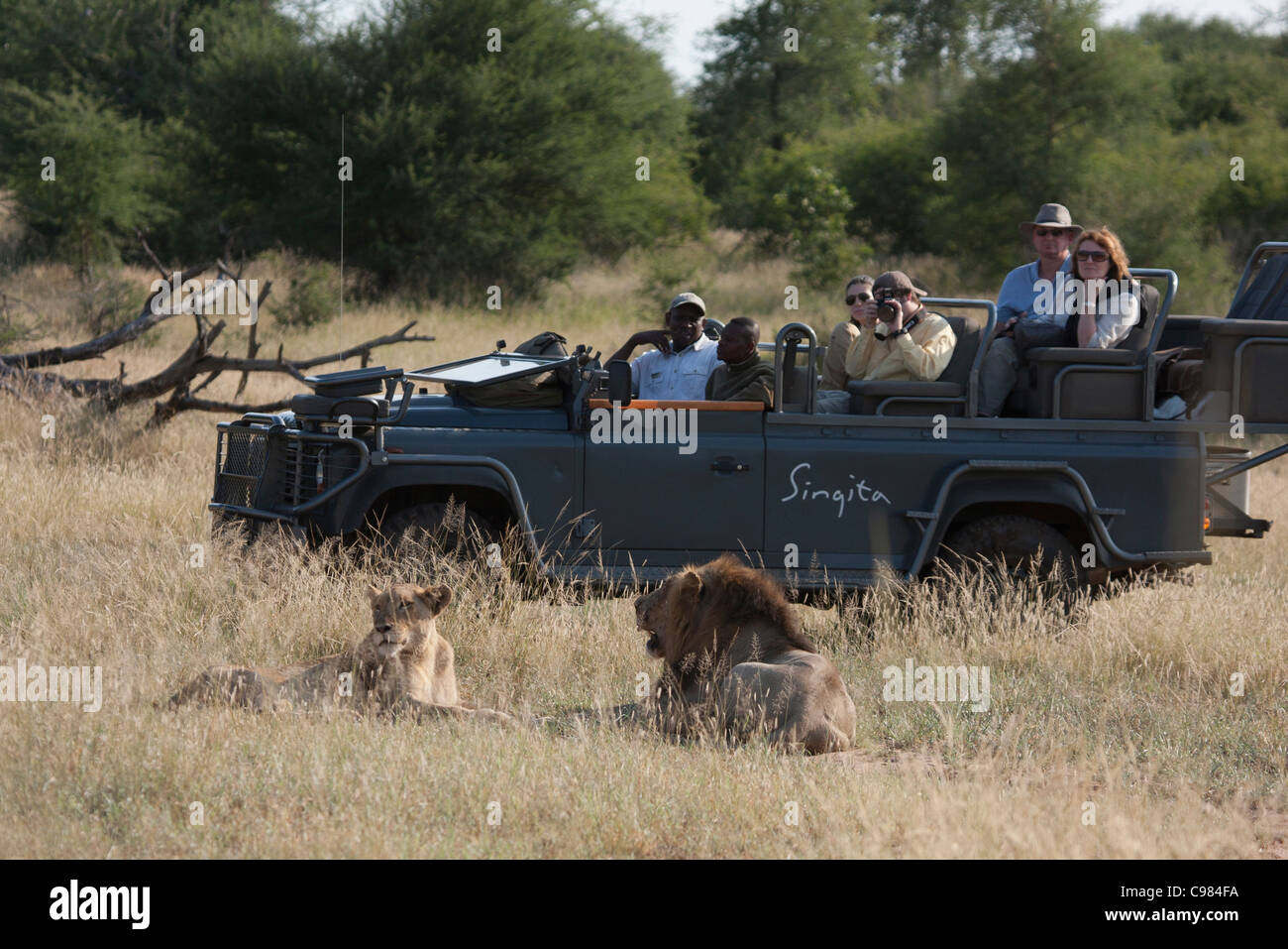 I turisti in un gioco-drive guardando un Lions Foto Stock