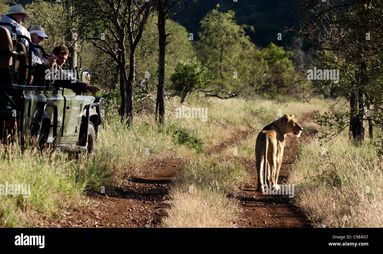 I turisti a guardare lion dal gioco veicolo di visualizzazione Foto Stock
