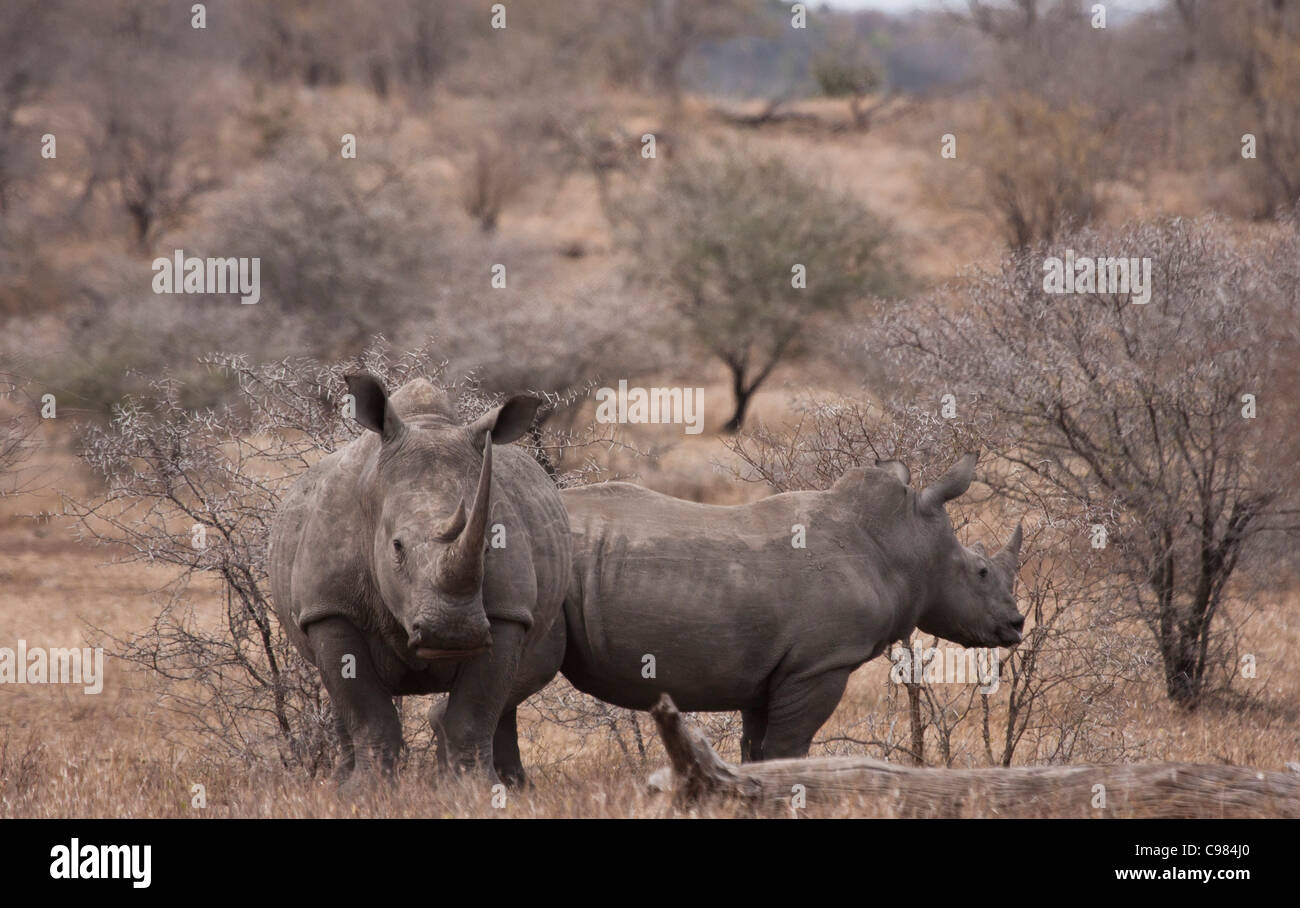 White Rhino nella savana secca Foto Stock