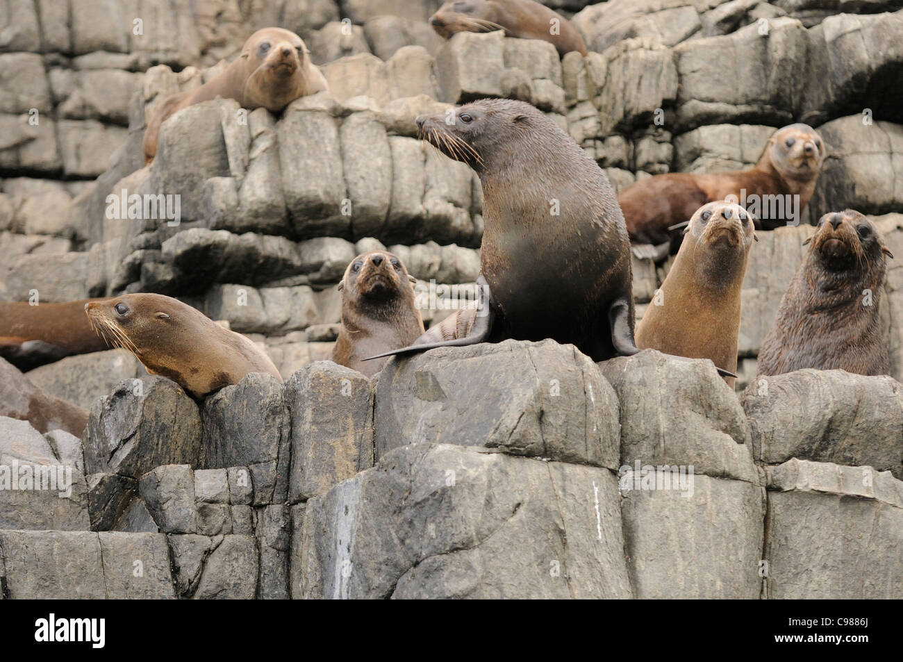 Nuova Zelanda pelliccia sigillo Arctocephalus forsteri fotografato in Tasmania, Australia Foto Stock