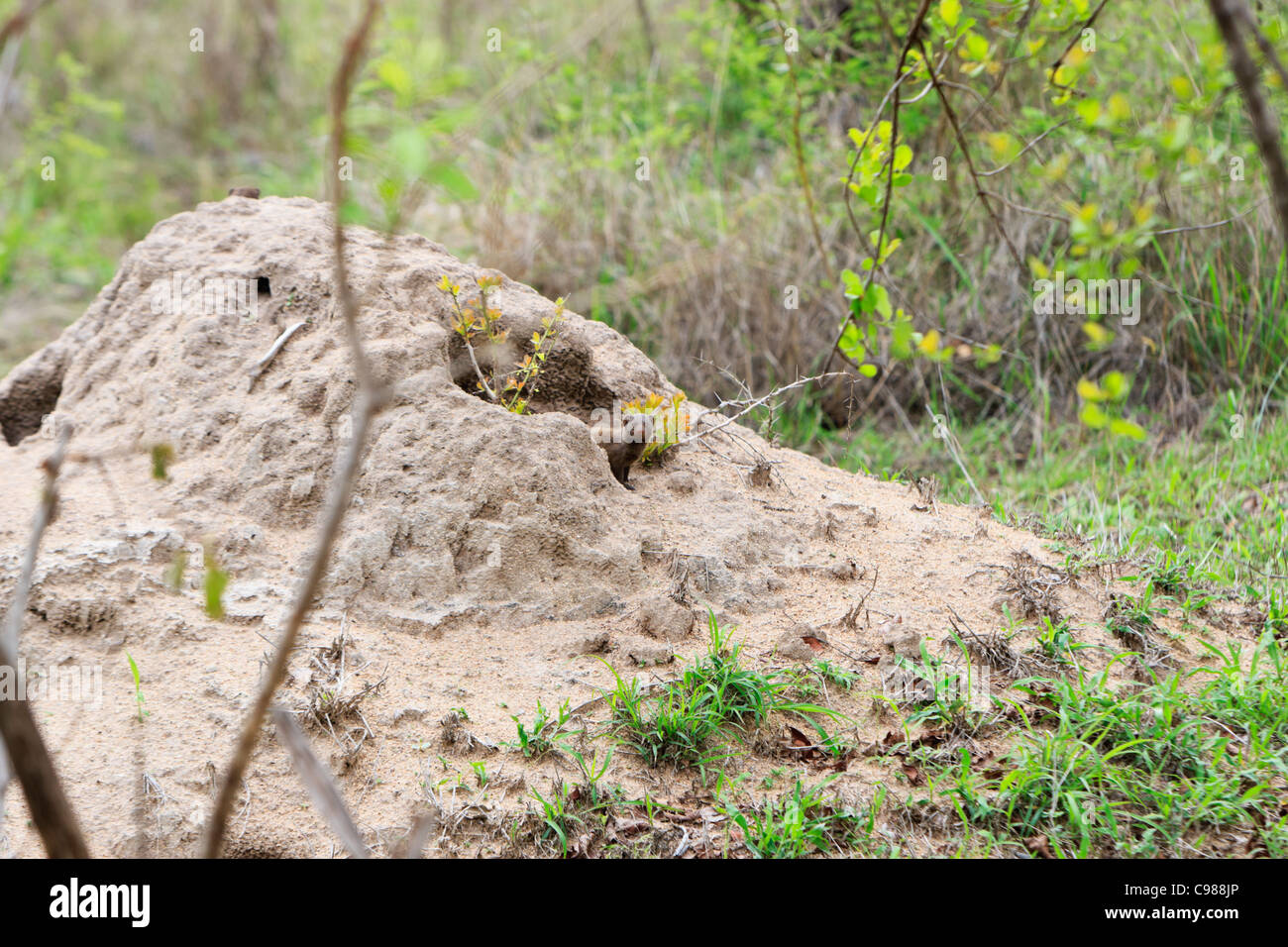Una nana mongoose 'Helogale parvula' coetanei dalla sua tana in disuso tumulo termite. Il più piccolo della famiglia mongoose. Foto Stock