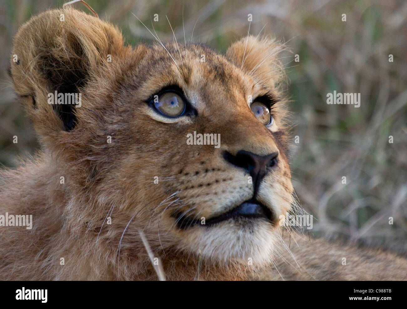 Ritratto a tenuta di un Lion cub Foto Stock