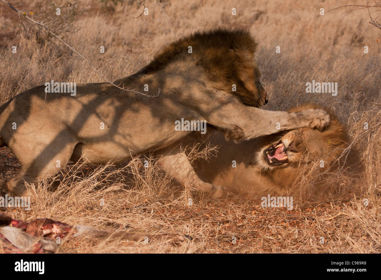 Due leoni maschi combattimenti Foto Stock