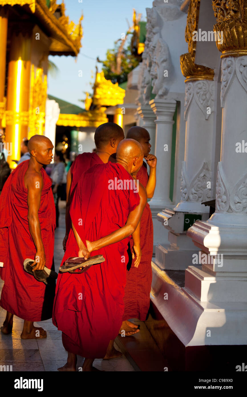 YANGON, MYANMAR - 12 febbraio: i monaci buddisti alla Shwedagon pagoda, febbraio 12, 2011 in Yangoon, Myanmar. Foto Stock