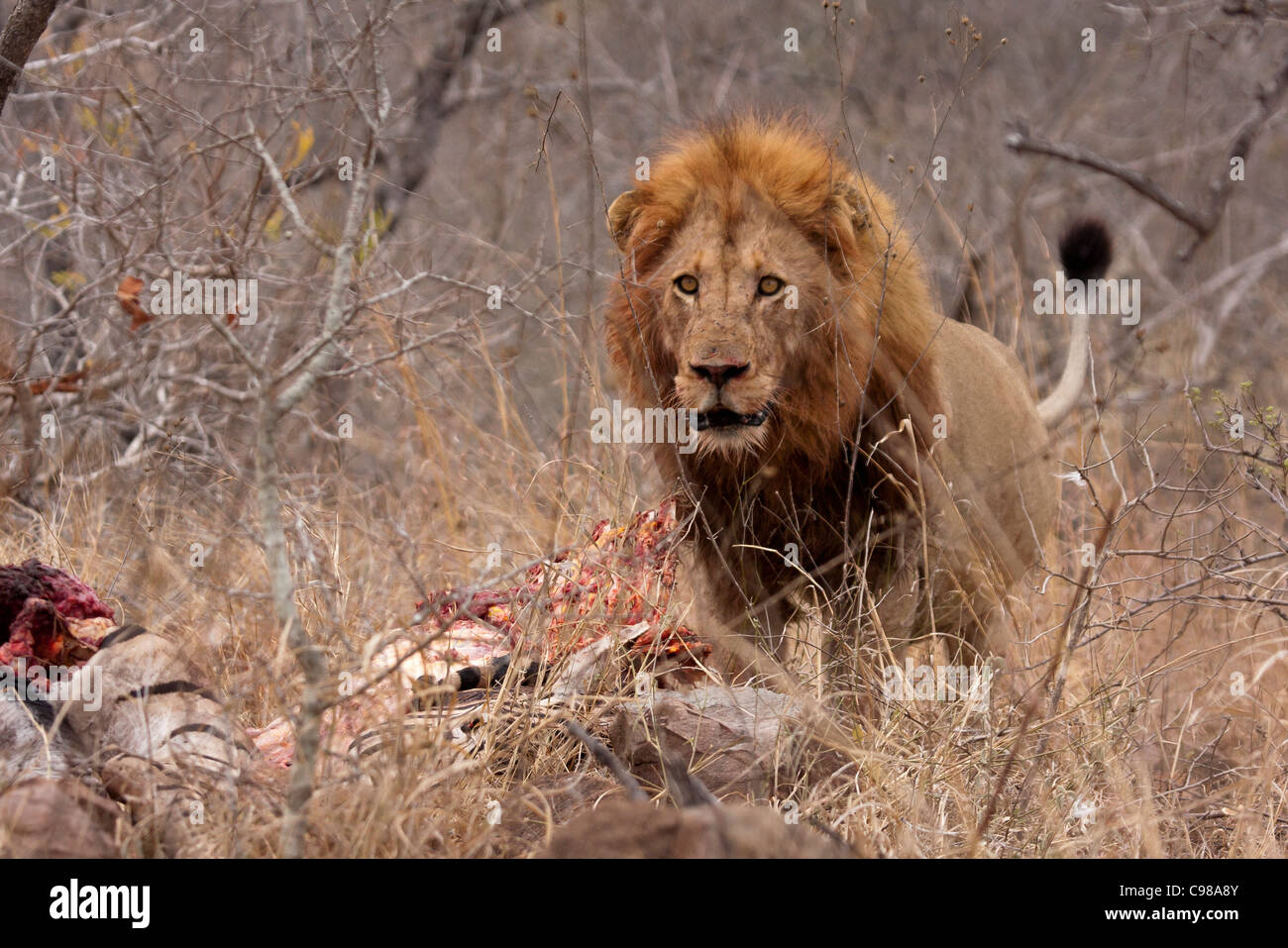 Maschio di leone in posa aggressiva con Zebra kill Foto Stock