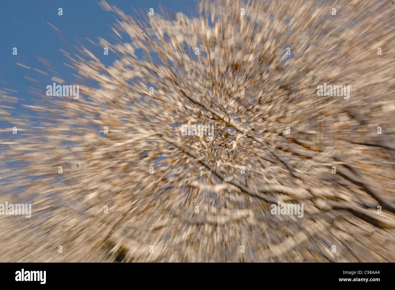 Albero di quercia Quercus robur lascia coperte di neve di sfocatura movimento fotografato NEL REGNO UNITO Foto Stock