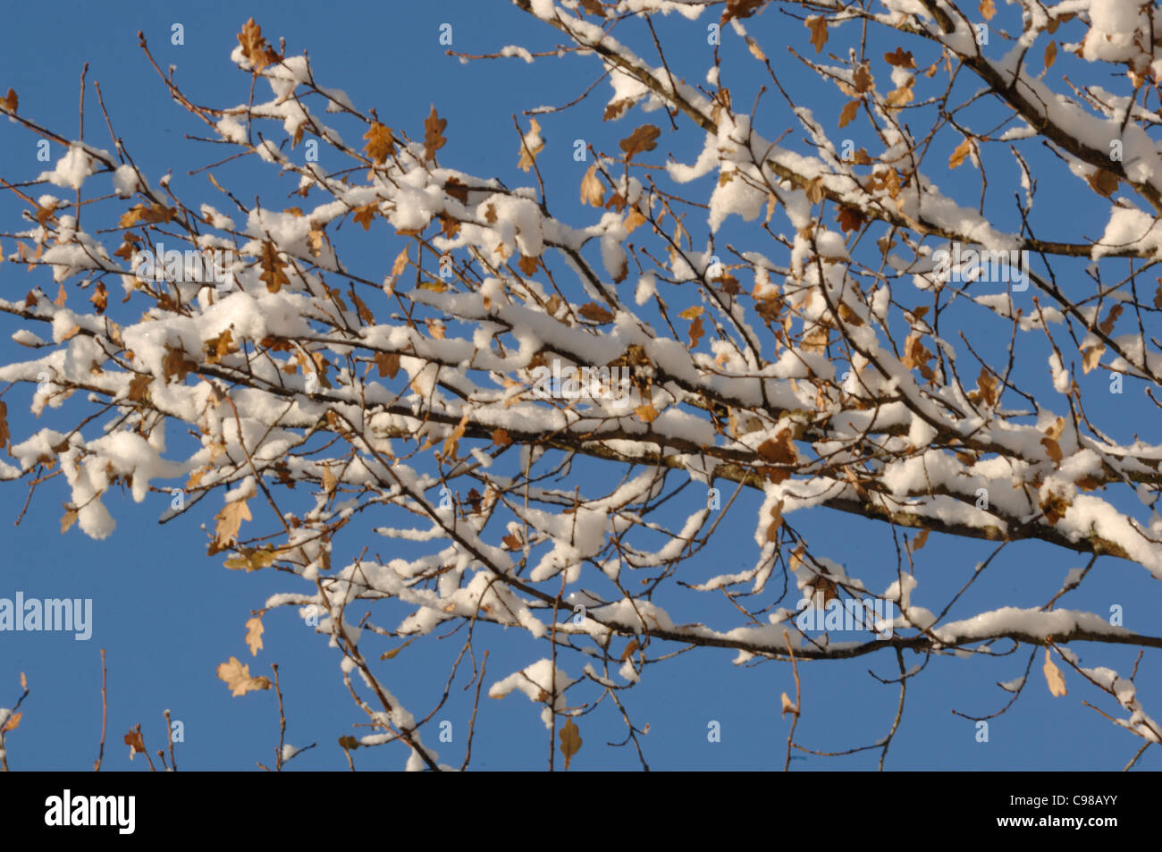Albero di quercia Quercus robur lascia coperta di neve fotografato NEL REGNO UNITO Foto Stock
