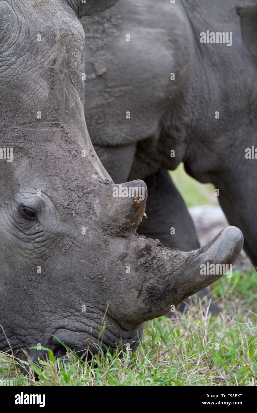 Ritratto a tenuta di un rinoceronte bianco il pascolo Foto Stock