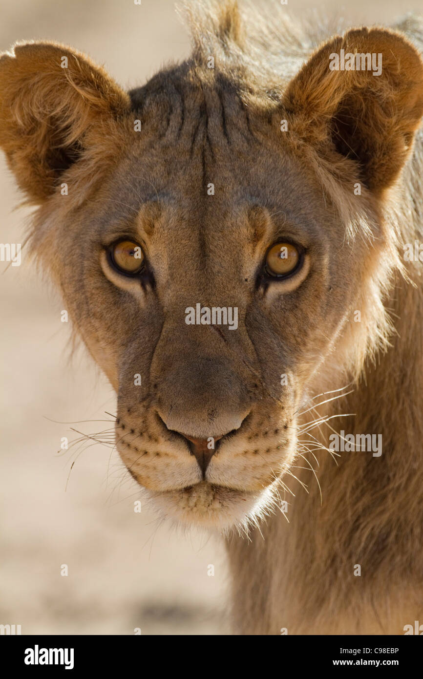 Stretto il ritratto di una giovane maschio Kalahari lion Foto Stock