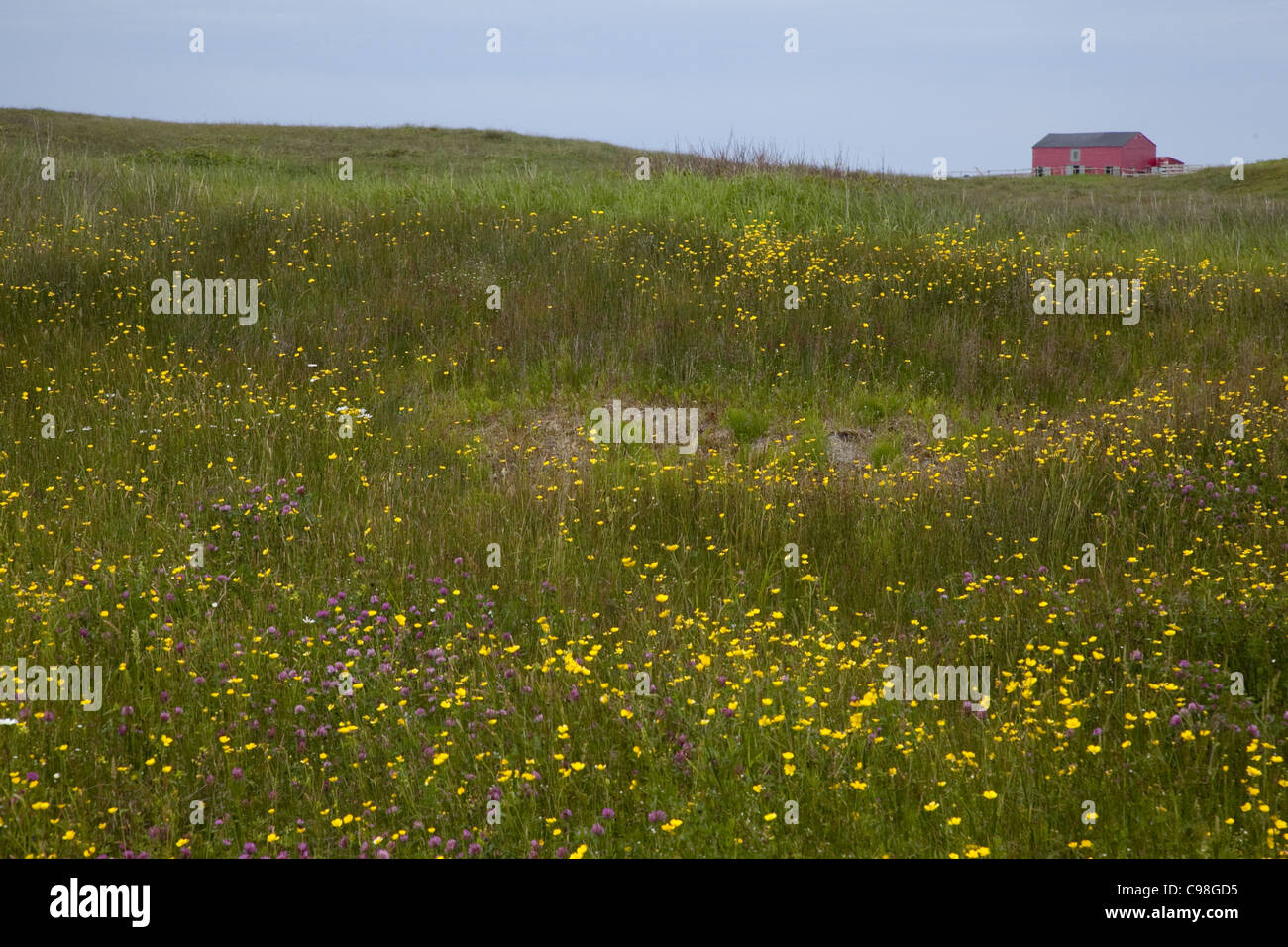 Molla gialla di fiori di campo in un campo verde con il cielo blu e in rosso di un fienile in distanza. Foto Stock