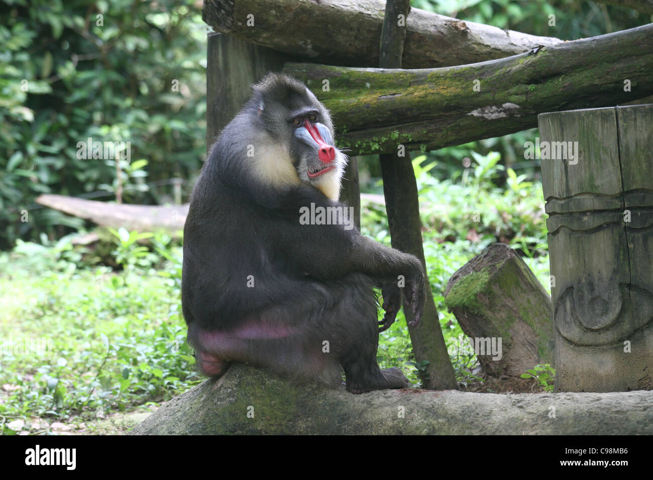 Maschio adulto Mandrill babbuino seduto su un log Foto Stock