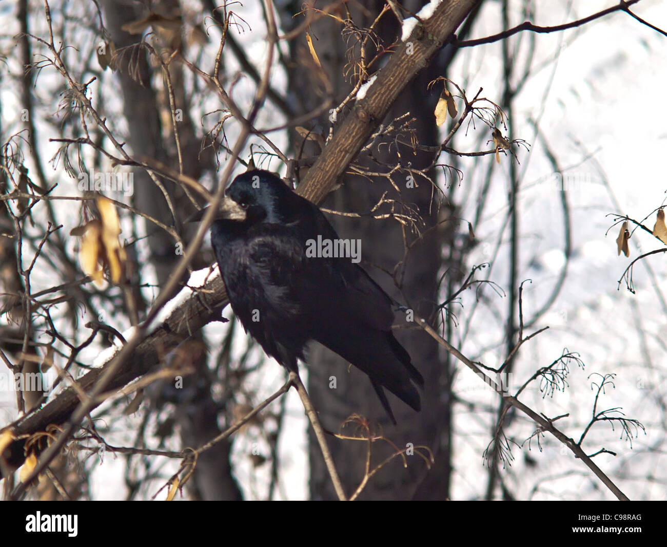 Raven seduto su un ramo in inverno Foto Stock