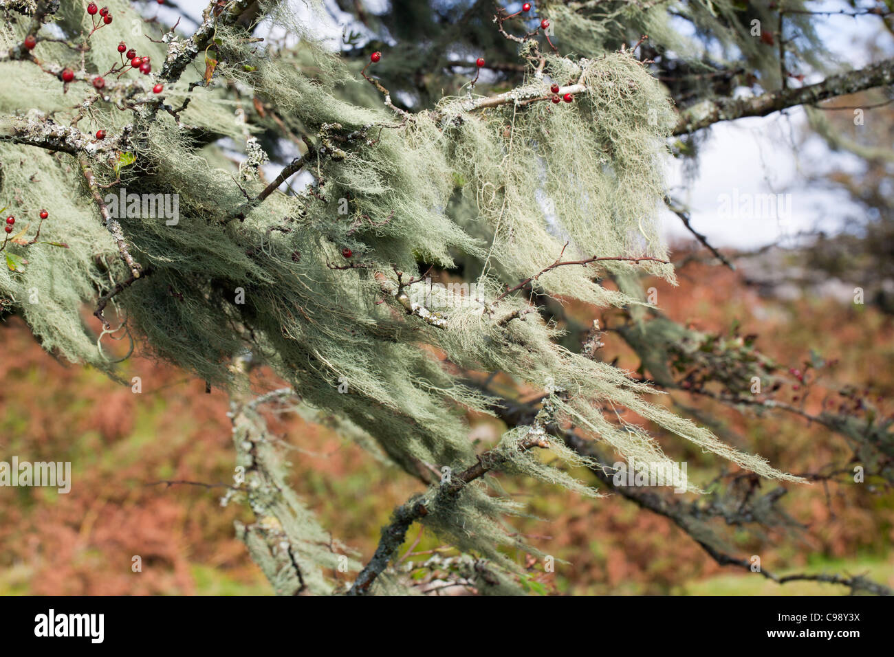 Stringa di salsiccia Lichen; Usnea articulata; su Albero di biancospino; Cornwall Regno Unito Foto Stock