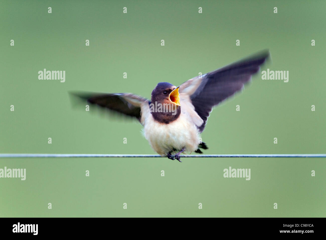 Swallow; Hirundo rustica; adolescente; chiamando; sul filo; Cornovaglia; Regno Unito Foto Stock