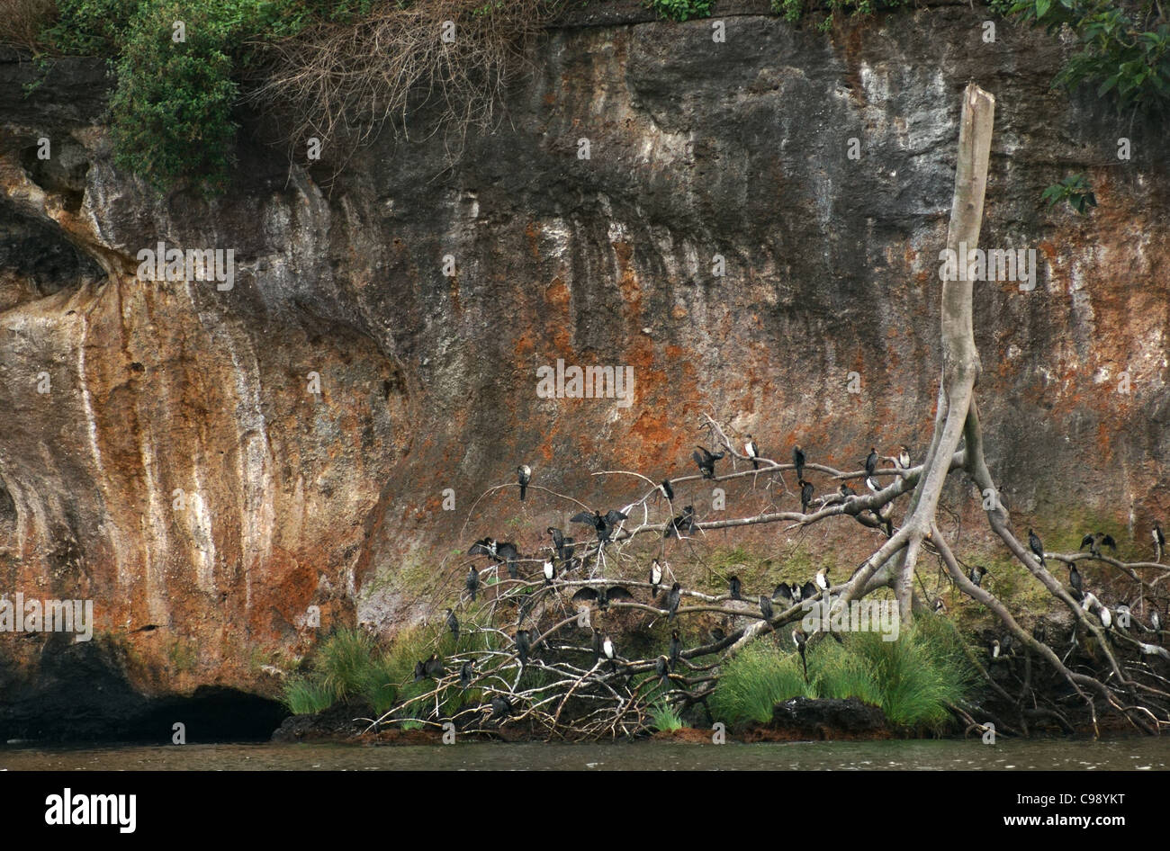 Waterside paesaggi con un sacco di uccelli vicino a Entebbe in Uganda (Africa) Foto Stock