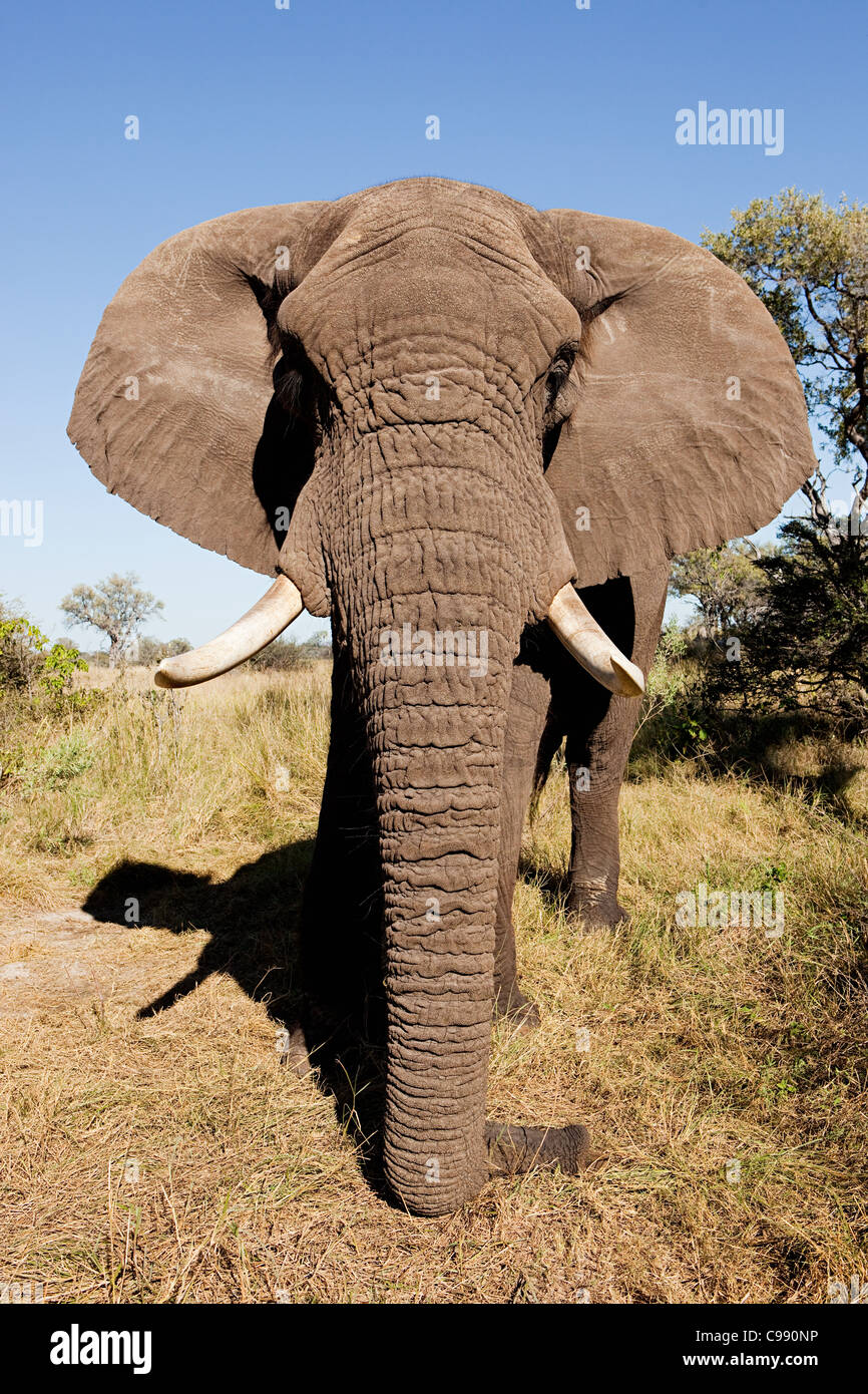 Femmina di elefante africano, testa su, Botswana, Africa Foto Stock