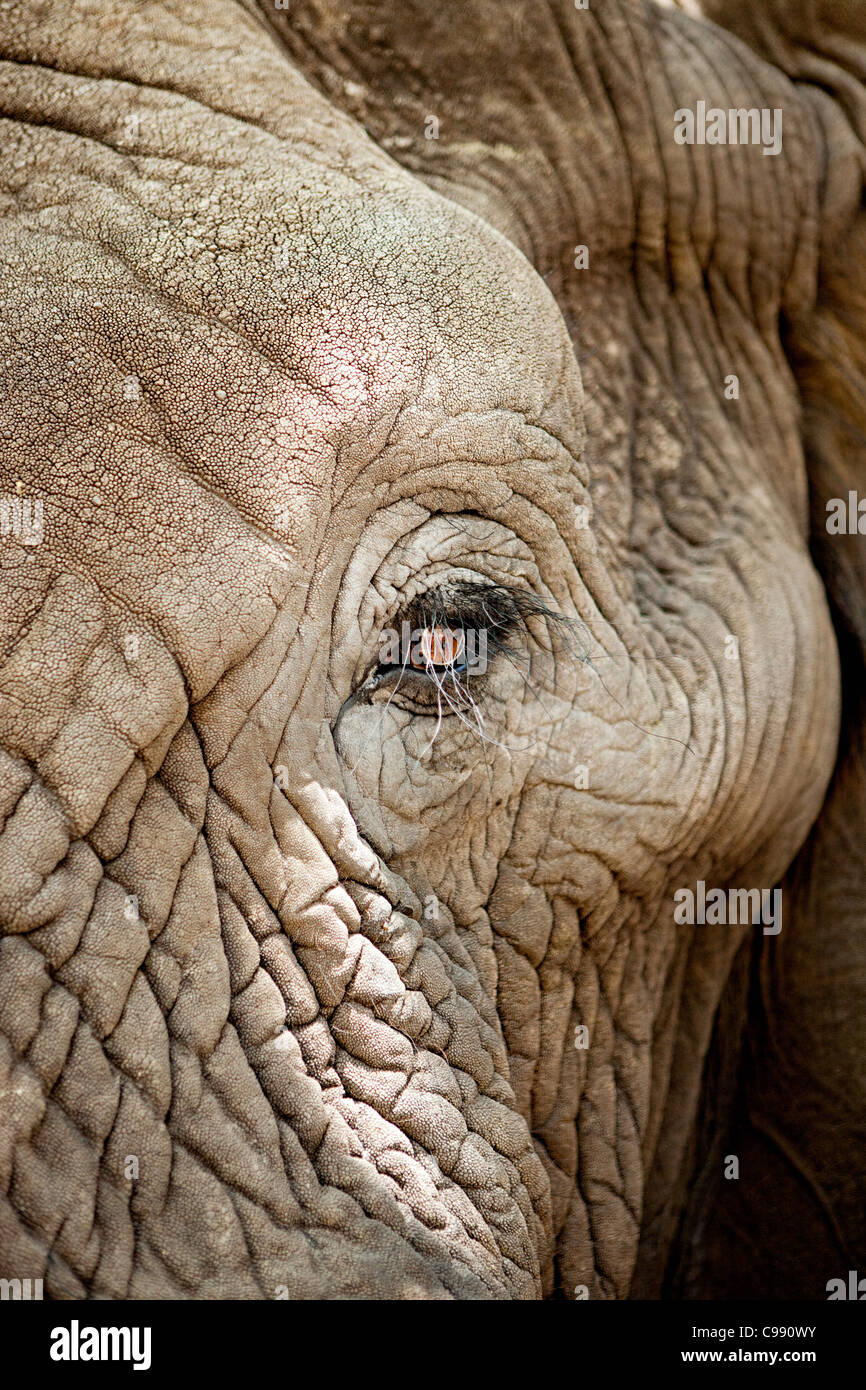 Elefante africano dettaglio degli occhi con ciglia Foto Stock