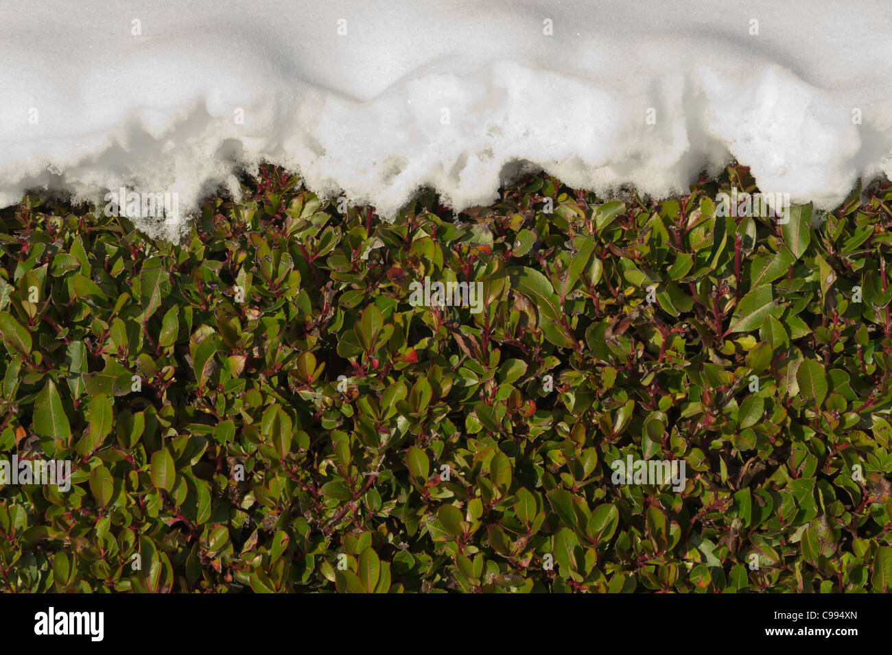 Accumulo di neve sulla siepe di bosso Foto Stock