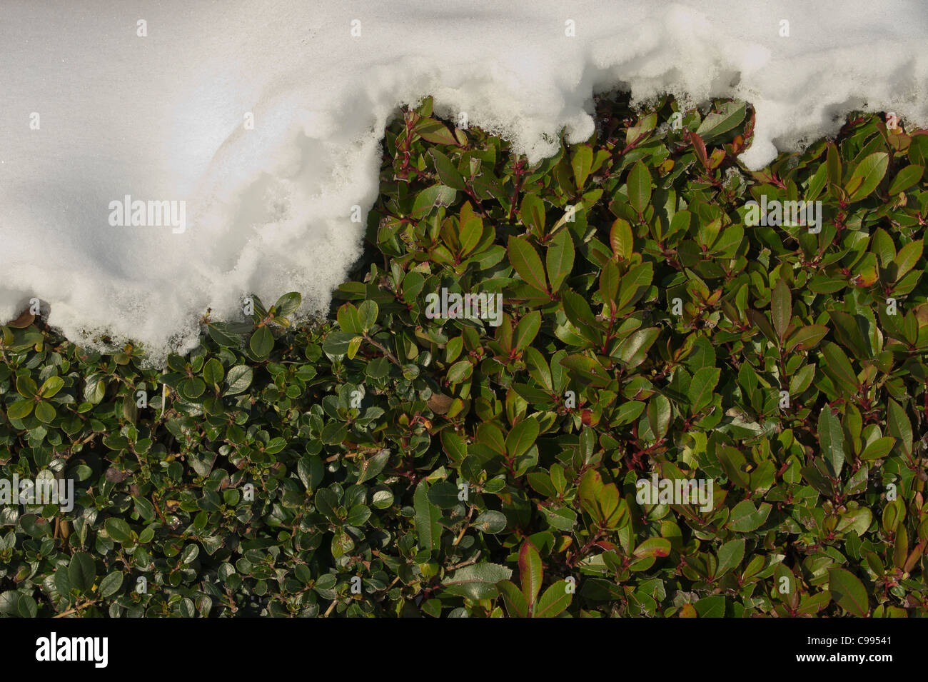 Accumulo di neve sulla siepe di bosso Foto Stock