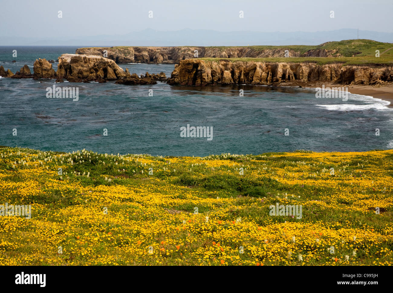 CALIFORNIA - ricoperto di fiori di prati in corrispondenza del bordo dell'Oceano Pacifico lungo il punto Buchon Trail in Diablo Canyon area. Foto Stock