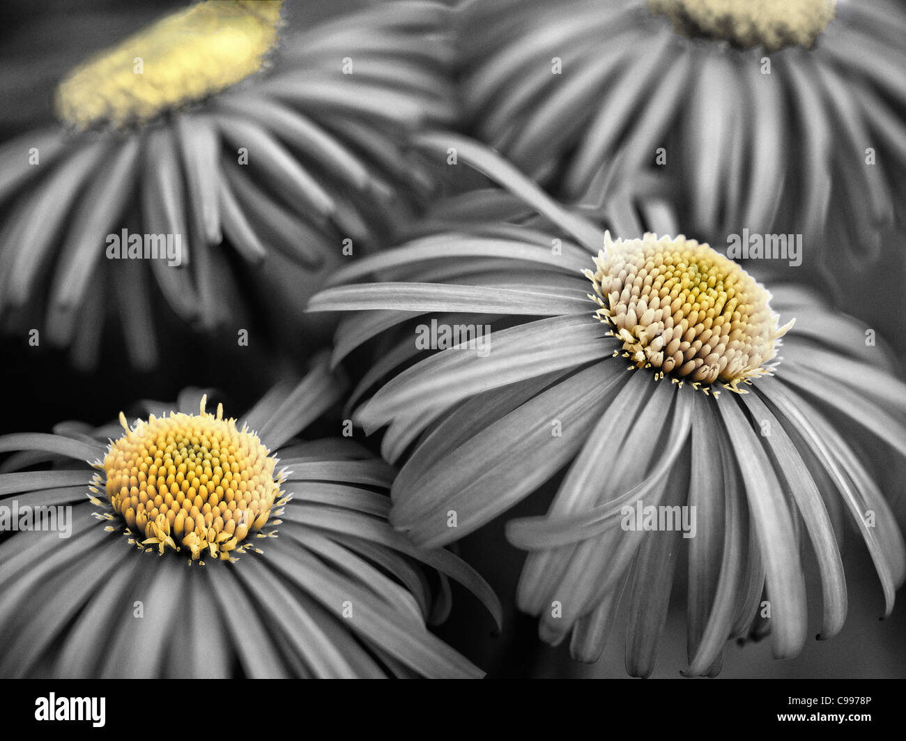 Close up Doronicum fiore. Oregon Foto Stock