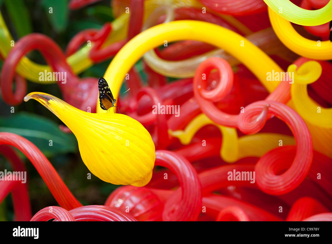 Piccola farfalla appoggiato su Dale Chihuly opere in vetro presso il Franklin Park Conservatory in Columbus, Ohio. Foto Stock