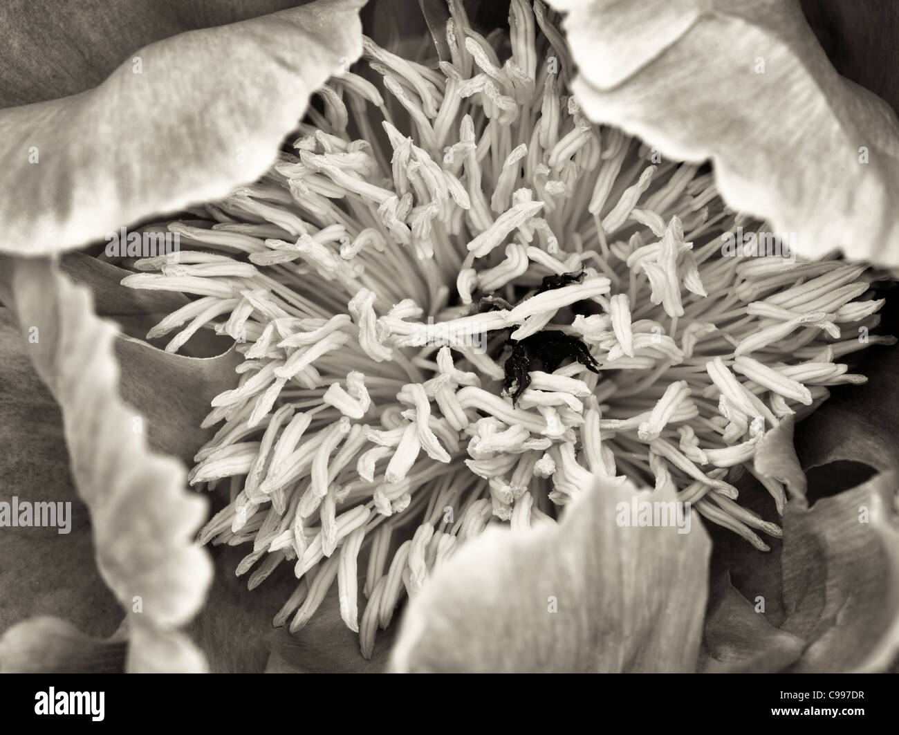 Unidentified peonia fiore Foto Stock