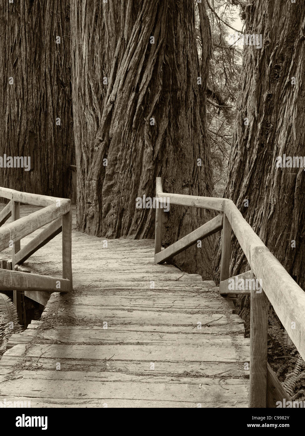 Ponte sul torrente nel Redwood National e parchi statali, California Foto Stock