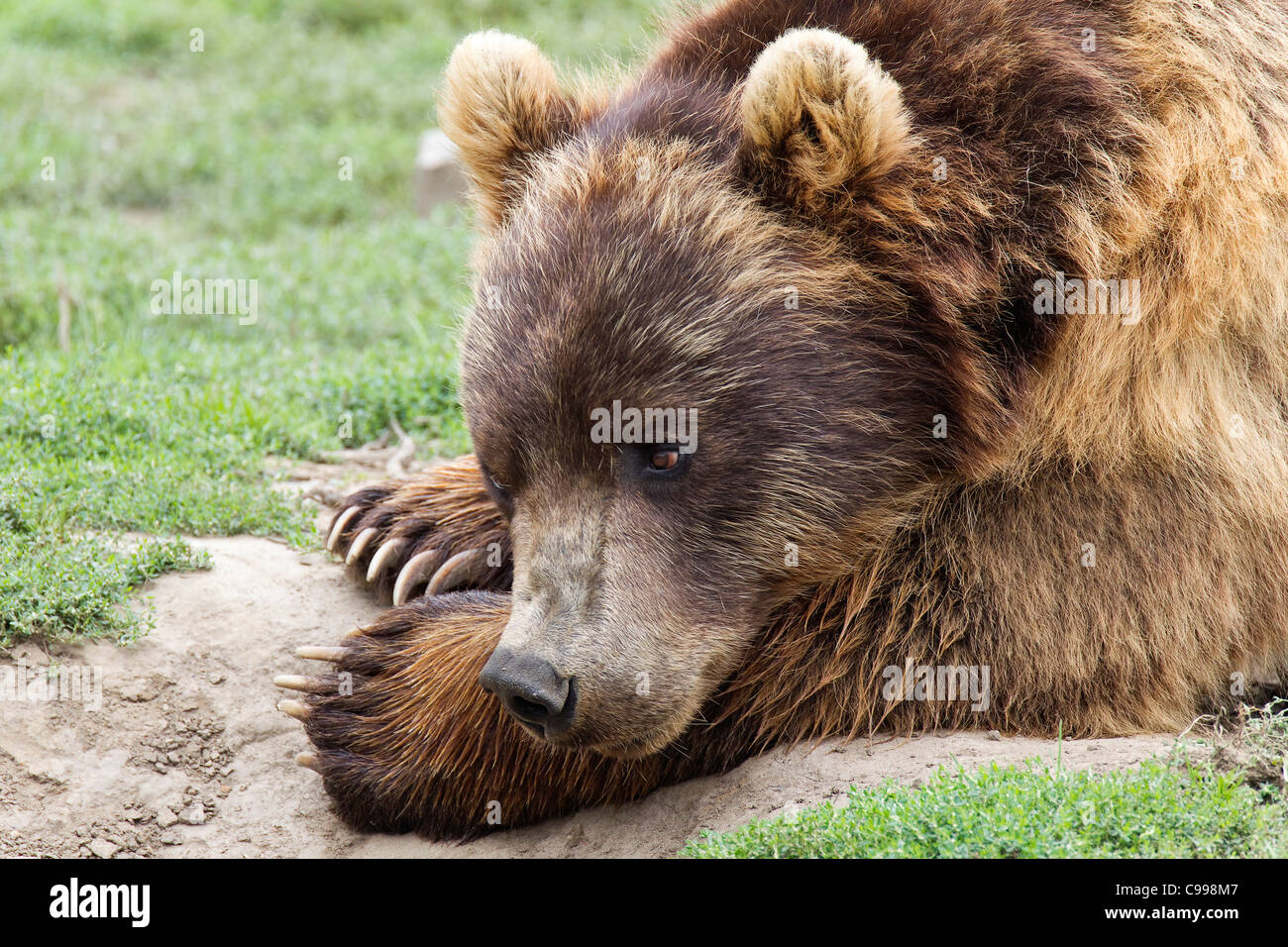 Orso bruno della Kamchatka / Ursus arctos beringianus Foto Stock