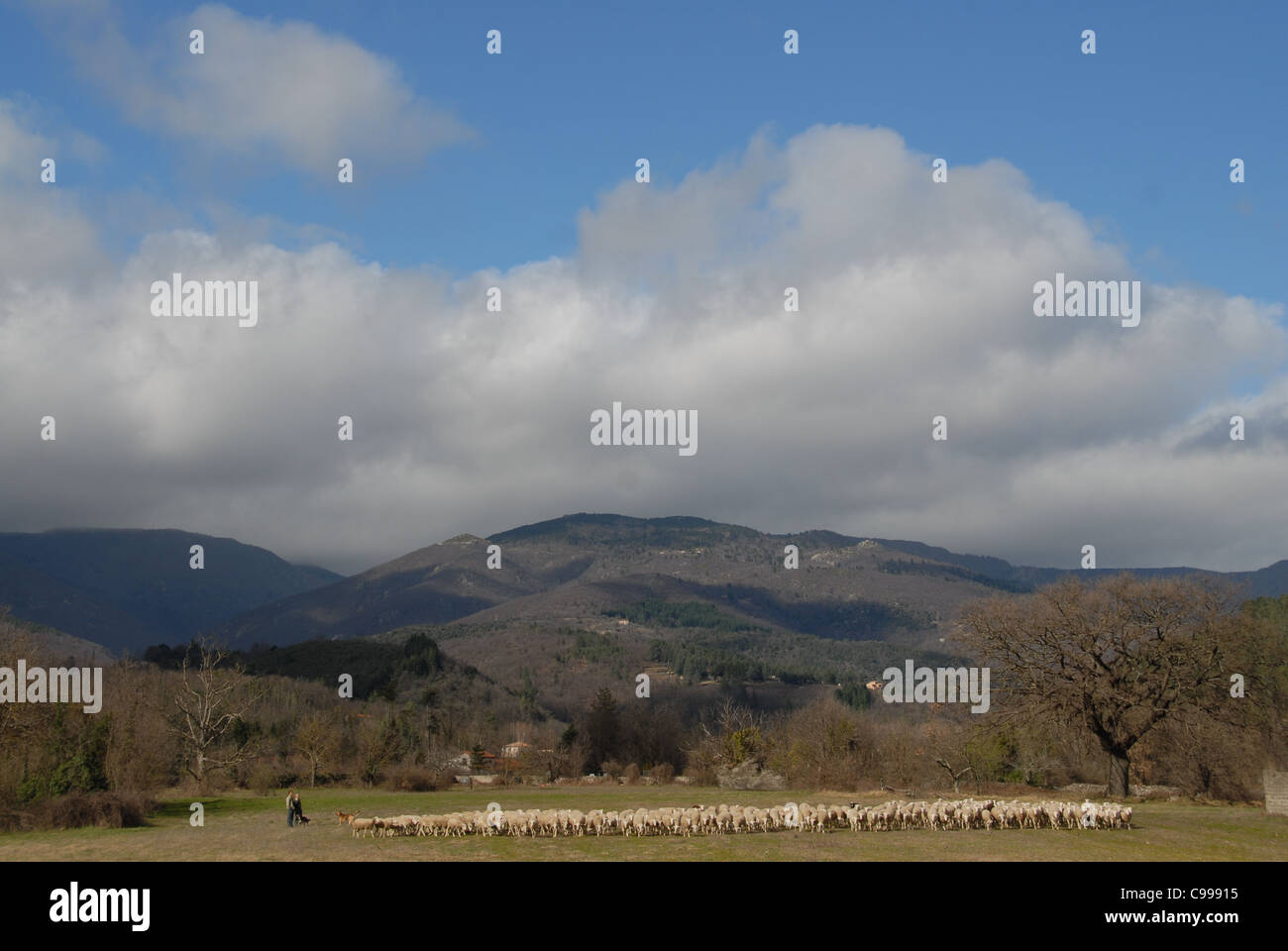 Pastore con pecora al pascolo ai piedi delle montagne Cevennes di Massiv centrale, vicino Le Vigan in Gard, Francia meridionale Foto Stock