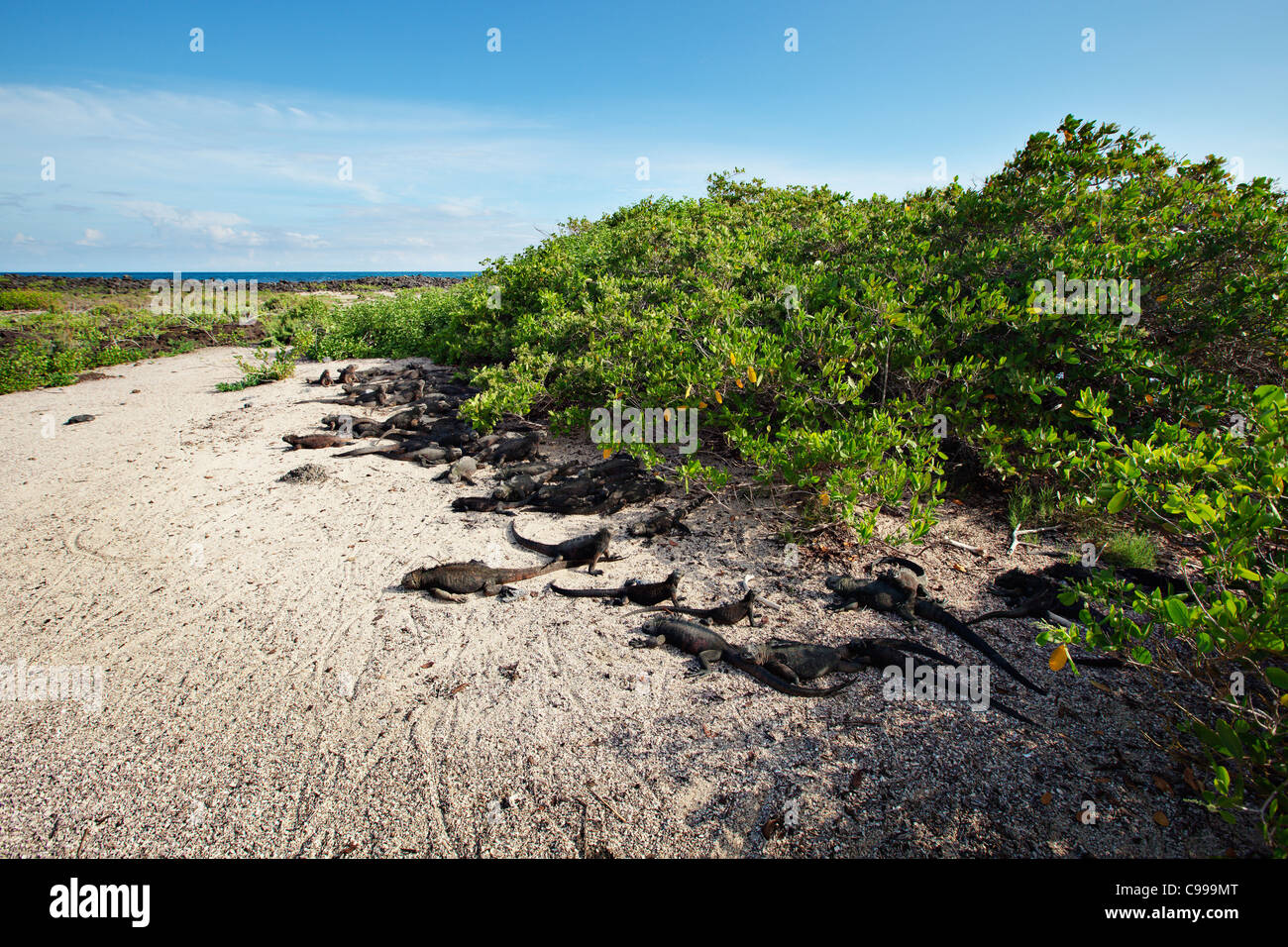 Più di 60 iguane marine in spiaggia tortuga sulla isola di Santa Cruz, Galapagos, Ecuador. Foto Stock