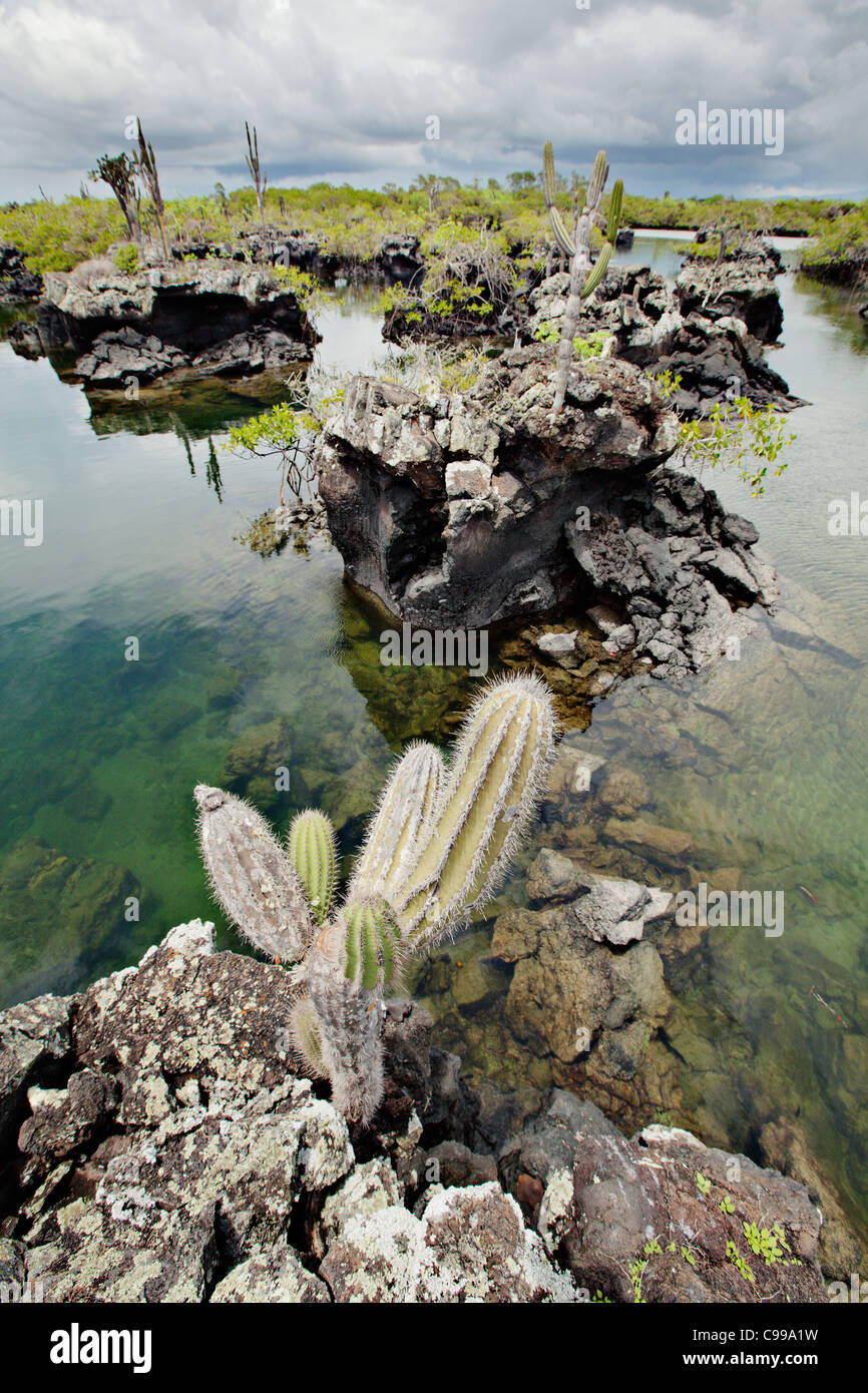 Los Tuneles island / snorkeling sito nelle vicinanze di Isabela island, Galapagos, Ecuador. Foto Stock
