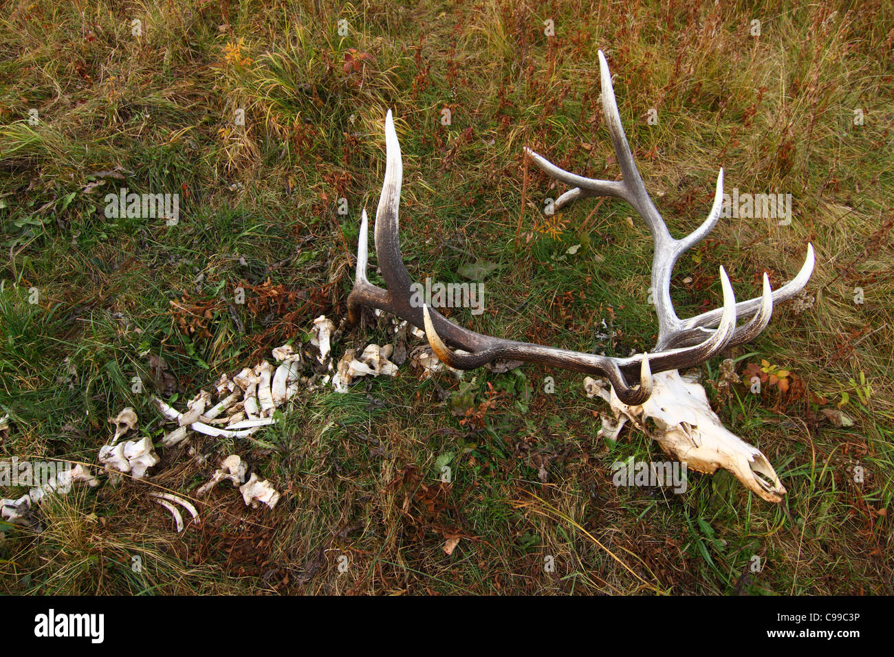 Wild elk che erano morti per cause naturali. Foto Stock
