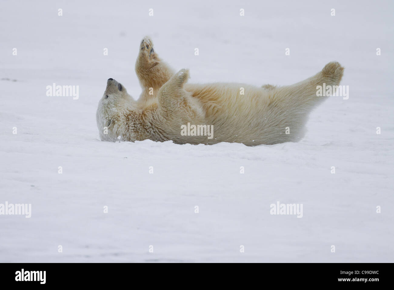 Polar Bear Cub (Ursus maritimus) scherzosamente rotolamento in neve sulla spiaggia di Kaktovik, Isola di baratto, Alaska nel mese di ottobre Foto Stock