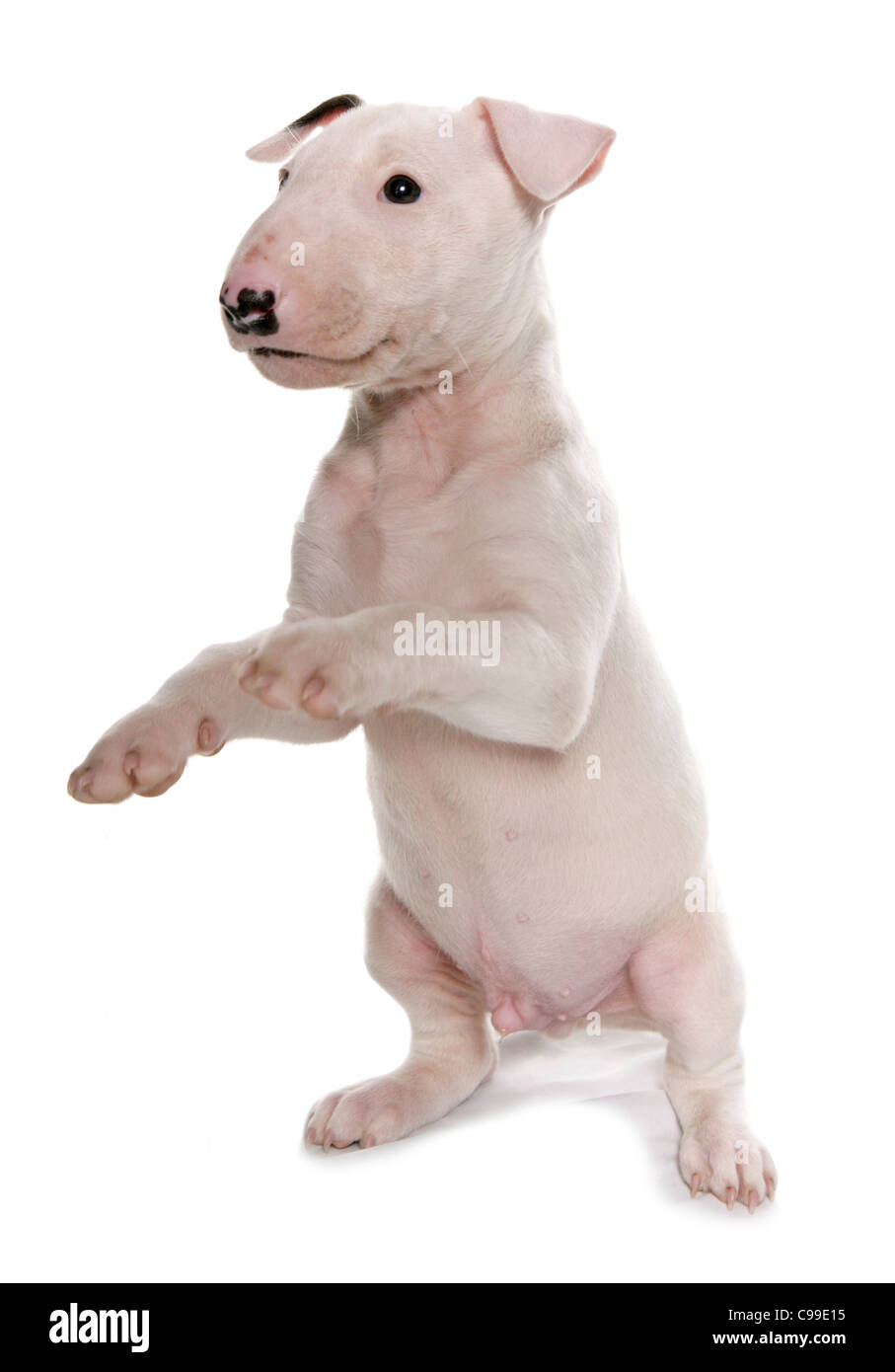 Inglese Bull Terrier - cucciolo - tagliare Foto Stock