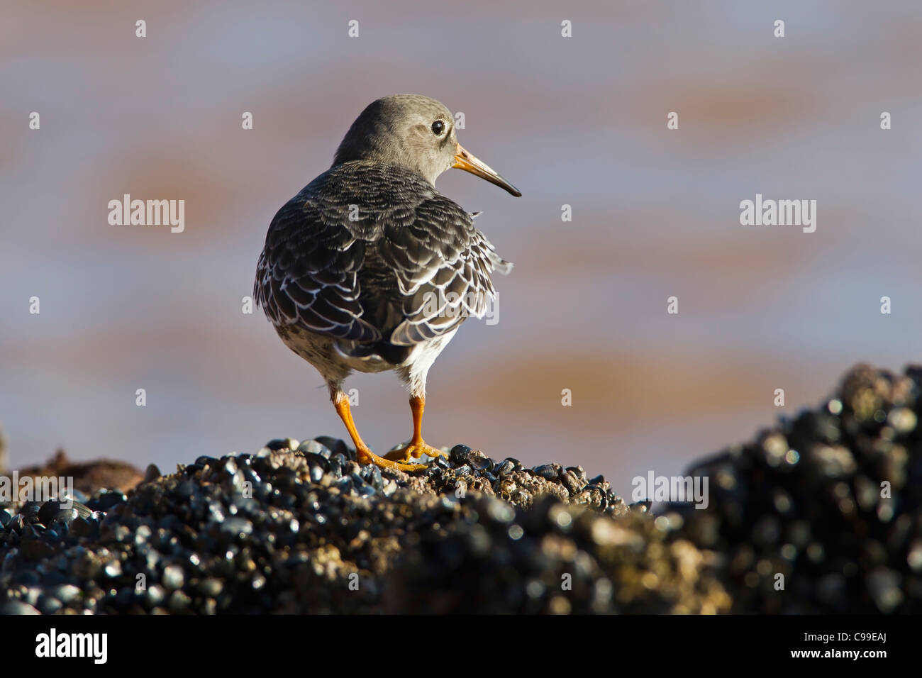 Purple Sandpiper in piedi su un letto di cozze che guarda al mare. Foto Stock